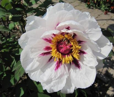 Strauchpfingstrose5_664.jpg