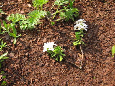 D.cneorum_pygmea_Alba.jpg