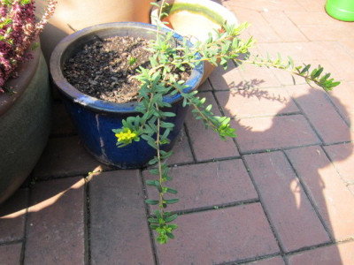D.aurantiaca__v._calcicola.jpg
