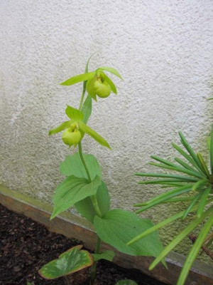 C.henryi.jpg