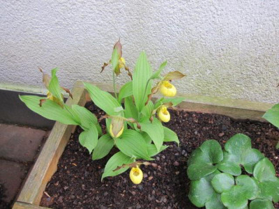C.parviflorum_v._parviflorum.jpg