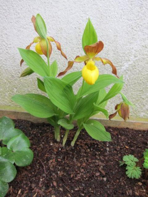 C.parviflorum_var._pubescens.jpg