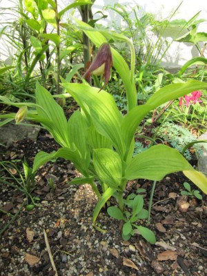 C.calceolus.jpg