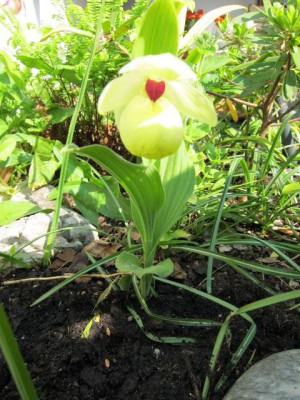 C.flavum.jpg