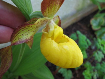 C.parviflorum_var._pubescens2.jpg