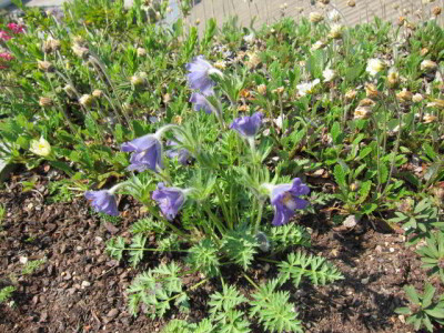 P.turczaninovii.jpg