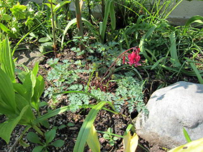 Dicentra_Burning_Hearts2.jpg
