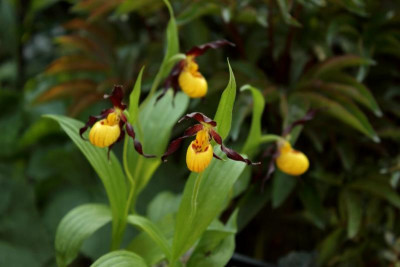 Cyp_parviflorum0411.jpg