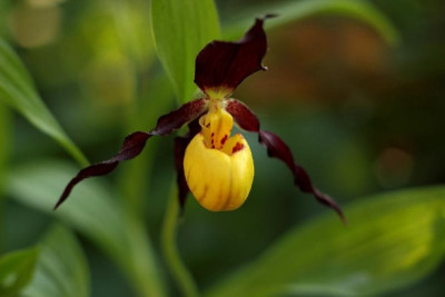 Cyp_parviflorum20411.jpg