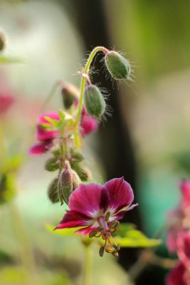 Geranium0011.jpg