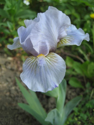 Iris_Dewy_Fresh_kl.jpg