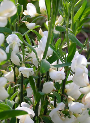 cytisus_white_lion.jpg
