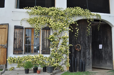 Rosa_banksia_lutea_11__1846_82.jpg