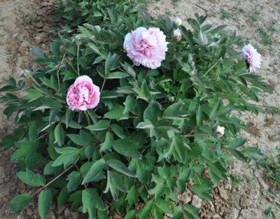 Fragrans_Maxima_Plena_0011__1867.jpg