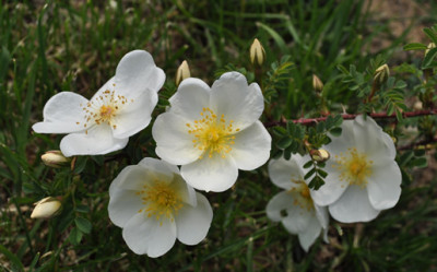 Dunwich_Rose_0011___1850_.jpg