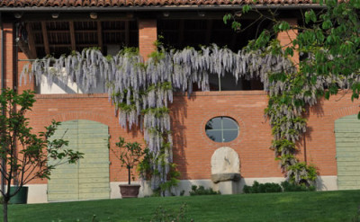 Wisteria_0011__1873.jpg