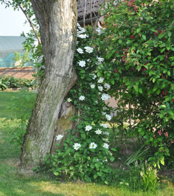 Clematis_0011__1874.jpg