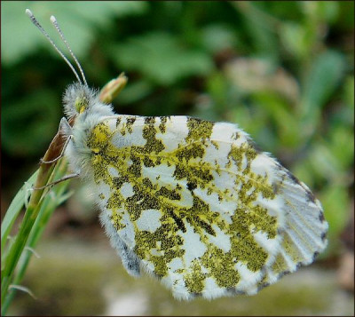 Schmetterling_Euchloe_simplonia.jpg
