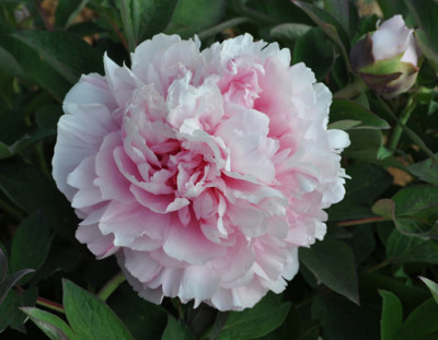 Fragrans_Maxima_Plena_0011__1868.jpg