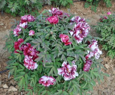 Shima-nishiki_0011___1870_.jpg