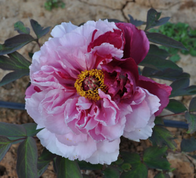 Shima-nishiki__0011__1865.jpg