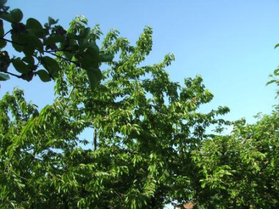 Ostergarten2.jpg