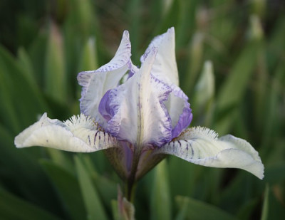 24-iris.jpg