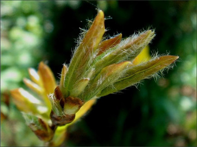 Populus_tr._Erecta.JPG