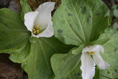 21-Trillium_chloropetalum_album_oder_was.jpg