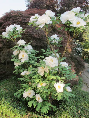 paeonia_0902_kl.jpg