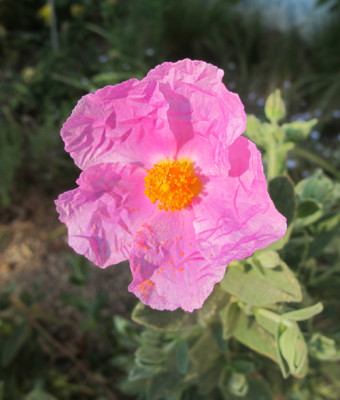 Cistus_0898_kl.jpg
