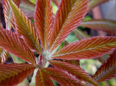 Aesculus_pavia_Rosea_Nana..JPG