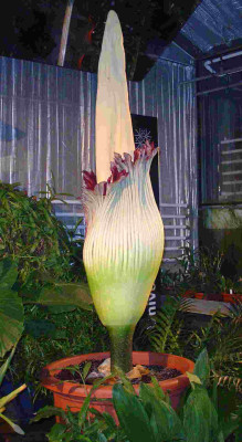 titanum.jpg