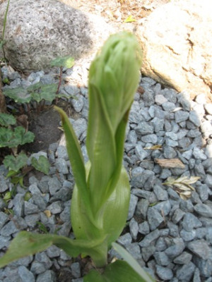 GARTEN_194.jpg
