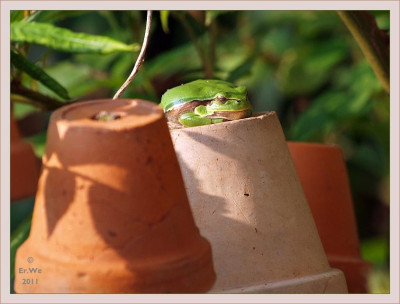 l-frosch.jpg