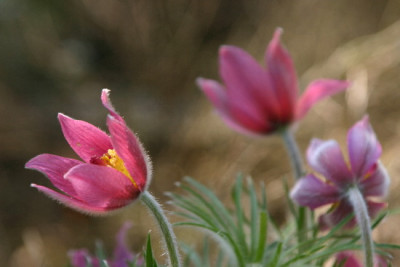 Pulsatilla-April-4.jpg