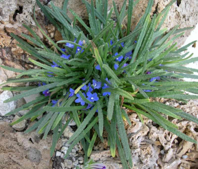 comp_Anchusa_caespitosa_26.04.11.jpg