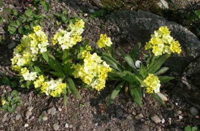 comp_Arnebia_pulchra_26.04.11.jpg