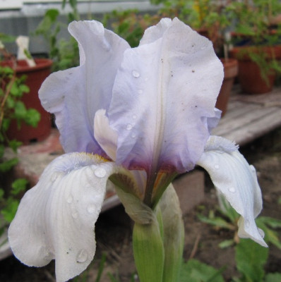 Iris_Silberblau_110426.jpg