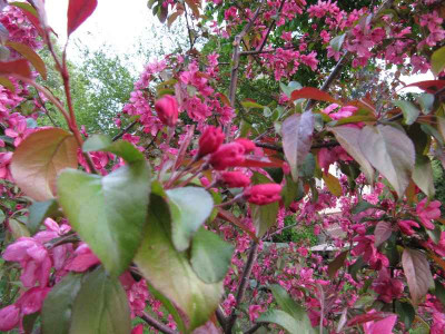 Malus_Liset_110426.jpg