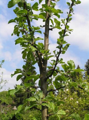 apfel180411kl.JPG
