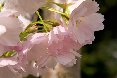 prunus.jpg