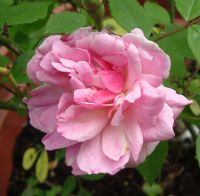 Old_Blush_30.04.2005.jpg