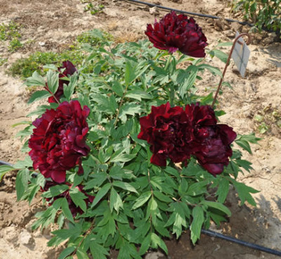 Burgundy_Wine_0011__1894_.jpg