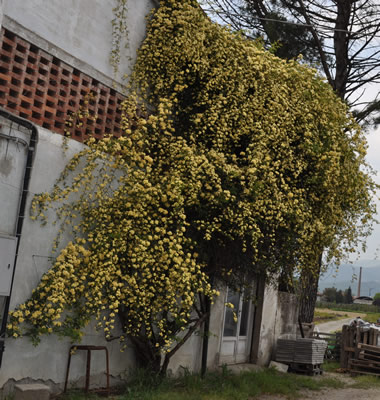 Rosa_banksiae_lutea_1_0011__1898_.jpg