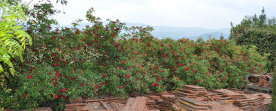 Sanguinea_0011__1899_.jpg