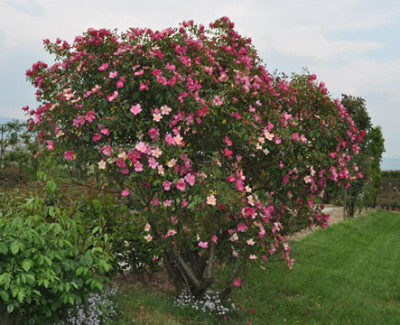 Mutabilis_0011__1901.jpg