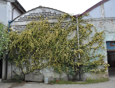 Rosa_banksiae_lutea_2_0011__1908_.jpg