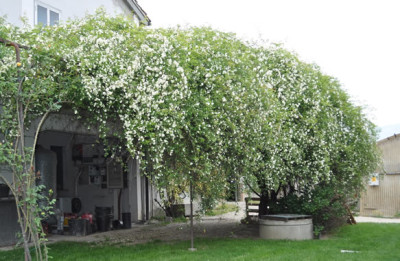 Rosa_banksiae_alba_1_0011___1907_.jpg