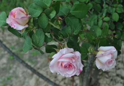 Ophelia_Clg_0011__1905_.jpg